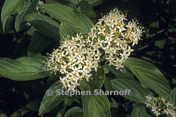 cornus sericea ssp occidentalis 4 graphic